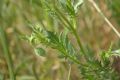 Papaver dubium